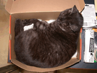 Sooty in a box!